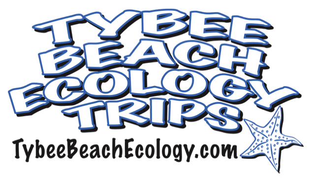 tybeebeachecology.com